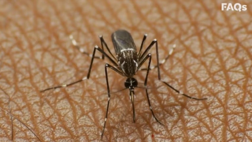 După apariţia primului caz de infectare cu West Nile, gălățenii sunt sfătuiți să se protejeze de ţânţari