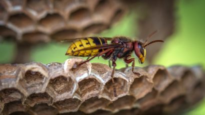 TULCEA: Aproape 80 de persoane, majoritatea turiști, au ajuns la spital din cauza unor alergii provocate de înțepăturile insectelor