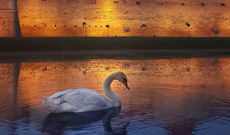 Lebede, pe lacul Cetății Făgăraș