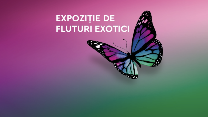 Expoziţie de fluturi exotici vii, la Muzeul Antipa