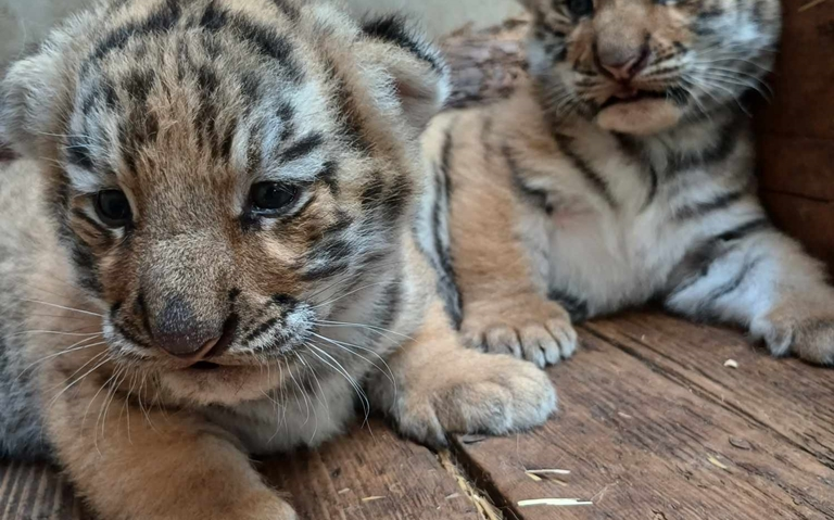 Doi pui de tigru siberian au venit pe lume la Zoo Oradea