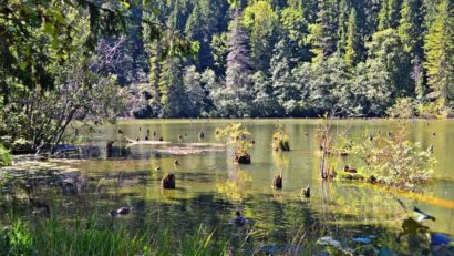 Lacul din România în care s-a scufundat o pădure