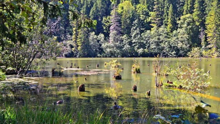 Lacul din România în care s-a scufundat o pădure