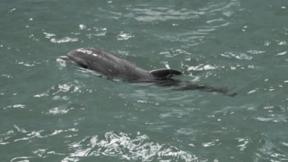 A murit Baby, puiul de delfin născut în captivitate la Constanța