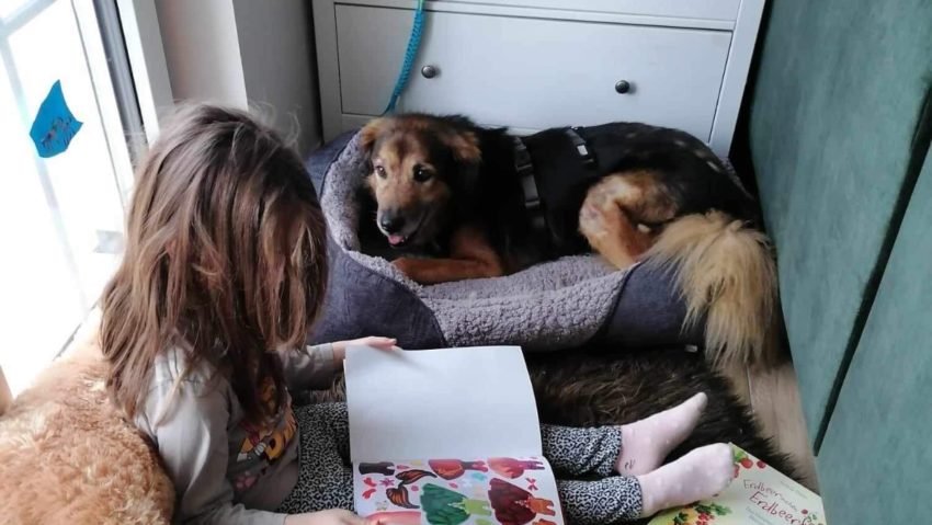 BOOKaDog – Proiectul prin care copiii vor citi povești alături de câinii fără stăpân