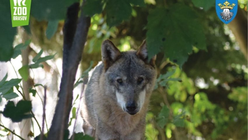 Ziua Internațională a Lupului va fi marcată la Grădina Zoologică din Brașov