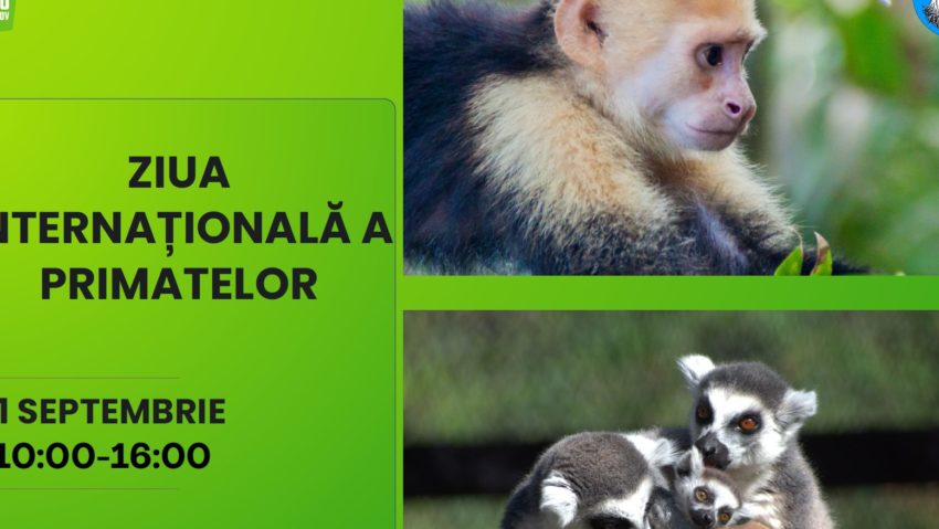 Ziua Internațională a Primatelor va fi sărbătorită la Zoo Brașov