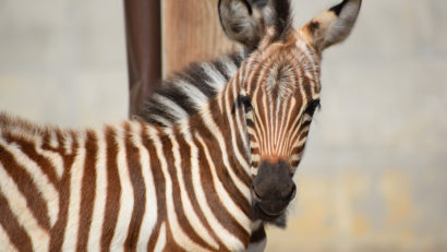 Pui de zebră născut la Zoo Brașov