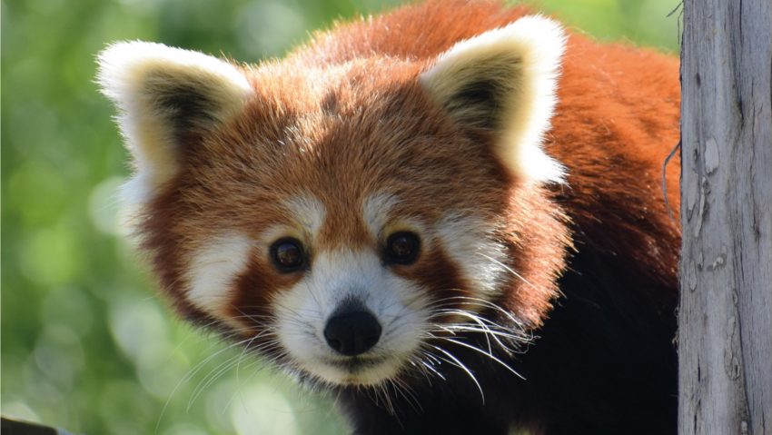 Ziua Internațională Panda Roșu va fi marcată la Zoo Brașov