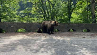 Turiștii prinși că hrănesc urșii pe Transfăgărășan, amendați de două ori