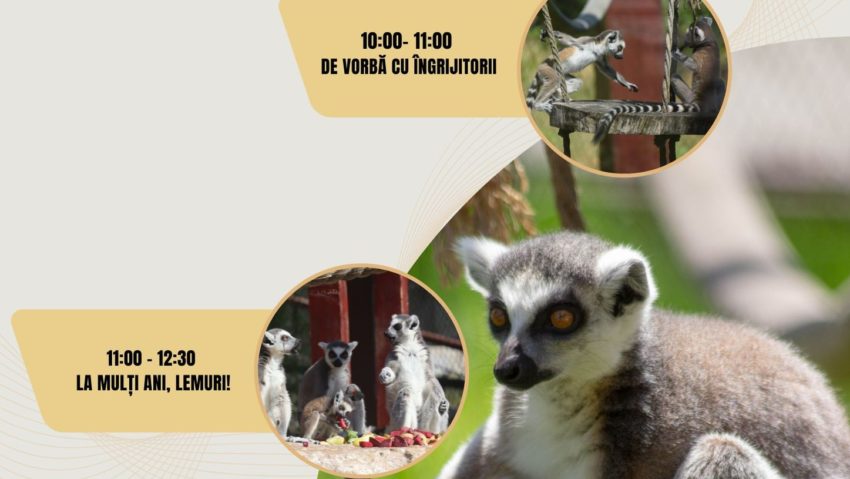 Sărbătoare la Zoo Brașov, de Ziua Mondială a Lemurilor