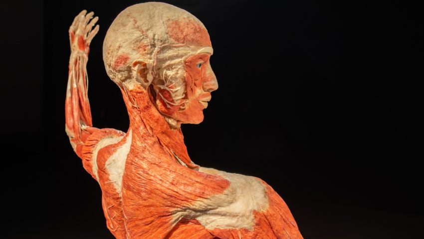 BUCUREȘTI: Expoziția BODY WORLDS – Vital, până pe 16 martie