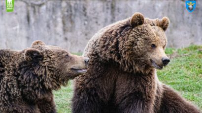 Ziua Ursului, la grădinile zoologice din Brașov și Târgu Mureș