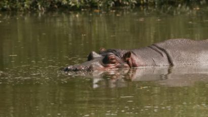 Fluturaș, singurul hipopotam pitic din România, vedeta Grădinii Zoo din Târgoviște